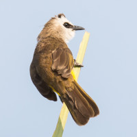 Yellow-vented Bulbul